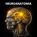 Neuroanatomia aplicada à Neuroimagem