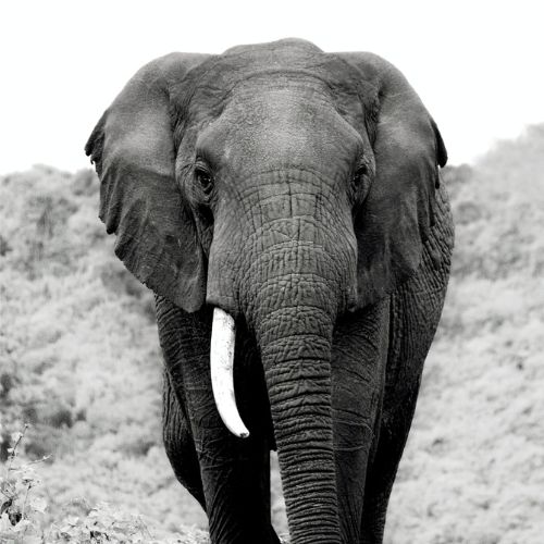 Voluntariado Consciente